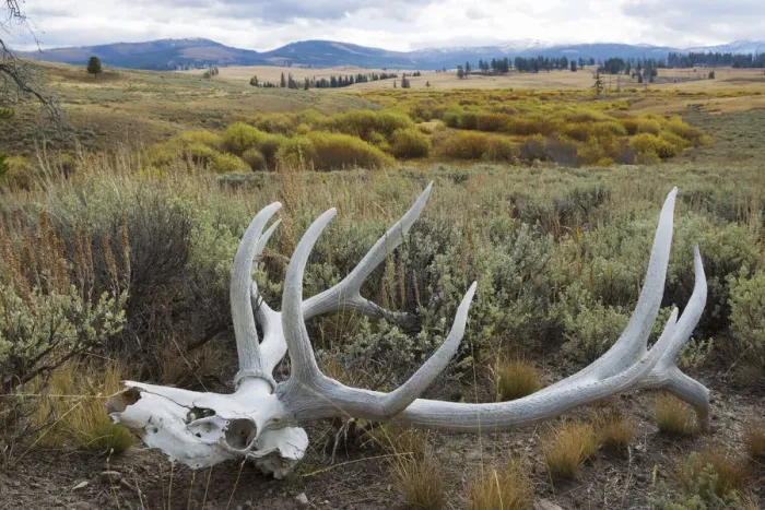 Framed Print : Rocky Mountain elk skull