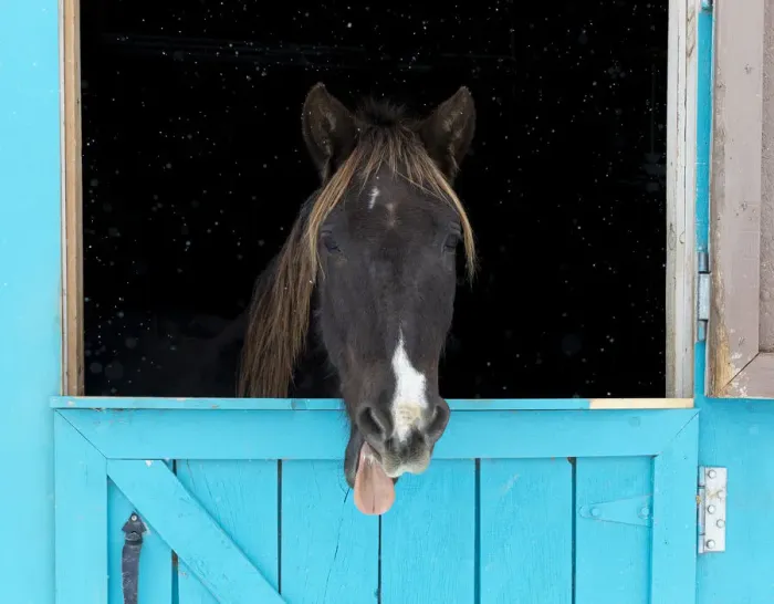 Framed Print : Rocky mountain horse yawning, Winter, New Mexico