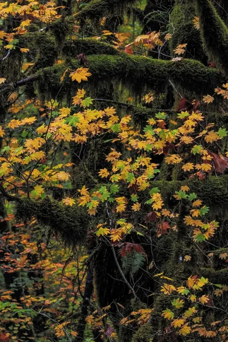 Framed Print : Rocky Mountain maple in autumn with mossy trees in the Clatsop State Forest, Oregon, USA Framed Print : Rocky Mountain maple in autumn with mossy trees in the Clatsop State Forest, Oregon, USA