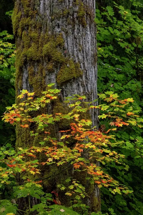 Framed Print : Rocky Mountain maples in autumn forest in Mount Rainier National Park, Washington State, USA Framed Print : Rocky Mountain maples in autumn forest in Mount Rainier National Park, Washington State, USA
