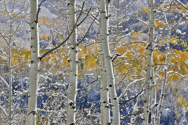 Rocky Mountains aspen grove autumn snows Keebler Pass Colorado