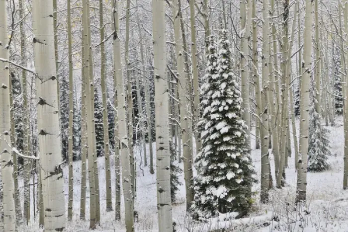 Framed Print : Rocky Mountains aspen grove autumn snows Keebler Pass Colorado Framed Print : Rocky Mountains aspen grove autumn snows Keebler Pass Colorado