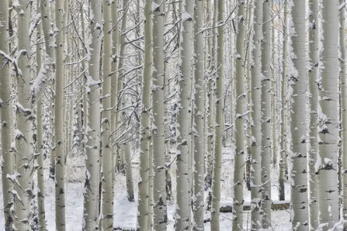 Framed Print : Rocky Mountains aspen grove autumn snows Keebler Pass Colorado Framed Print : Rocky Mountains aspen grove autumn snows Keebler Pass Colorado