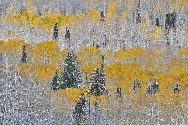 Rocky Mountains Colorado Fall Colors of Aspens and fresh snow Keebler Pass