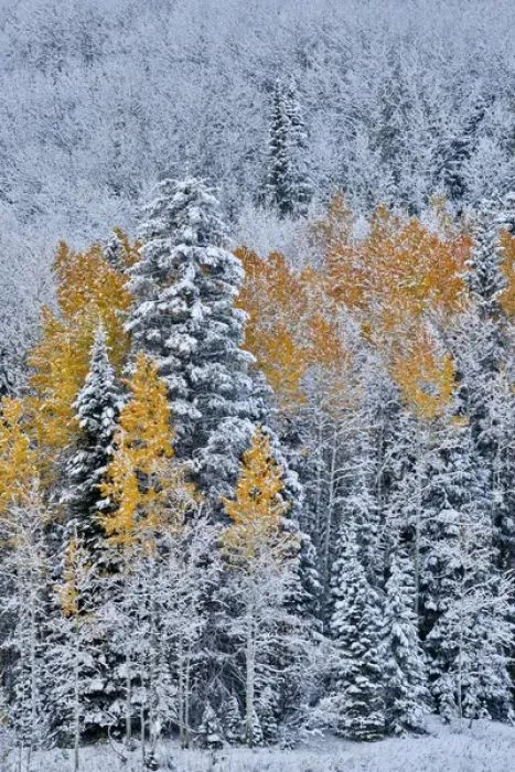 Framed Print : Rocky Mountains Colorado Fall Colors of Aspens and fresh snow Keebler Pass Framed Print : Rocky Mountains Colorado Fall Colors of Aspens and fresh snow Keebler Pass