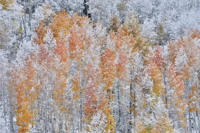 Framed Print : Rocky Mountains Colorado Fall Colors of Aspens and fresh snow Keebler Pass