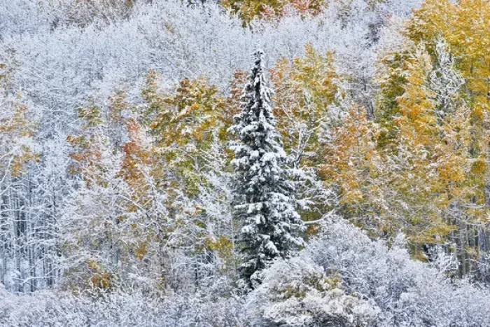 Framed Print : Rocky Mountains Colorado Fall Colors of Aspens and fresh snow Keebler Pass Framed Print : Rocky Mountains Colorado Fall Colors of Aspens and fresh snow Keebler Pass