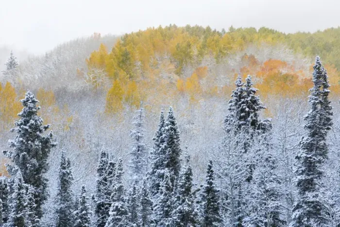 Framed Print : Rocky Mountains Colorado Fall Colors of Aspens and fresh snow Keebler Pass Framed Print : Rocky Mountains Colorado Fall Colors of Aspens and fresh snow Keebler Pass