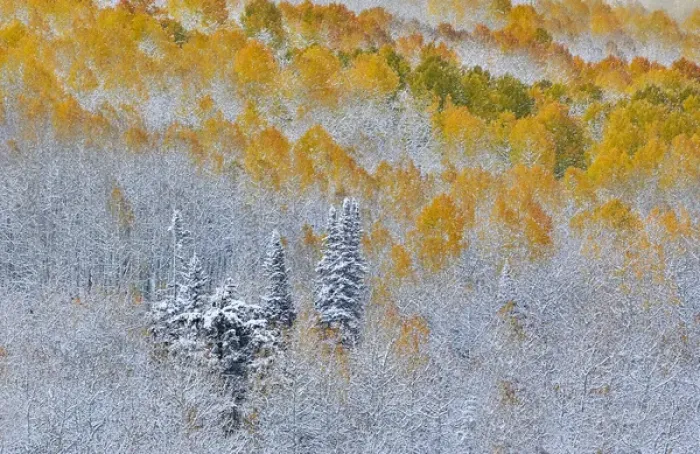 Framed Print : Rocky Mountains Colorado Fall Colors of Aspens and fresh snow Keebler Pass Framed Print : Rocky Mountains Colorado Fall Colors of Aspens and fresh snow Keebler Pass