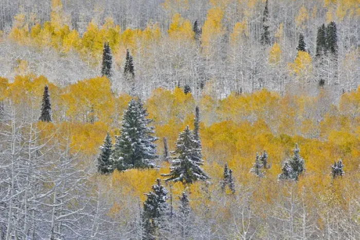 Framed Print : Rocky Mountains Colorado Fall Colors of Aspens and fresh snow Keebler Pass Framed Print : Rocky Mountains Colorado Fall Colors of Aspens and fresh snow Keebler Pass