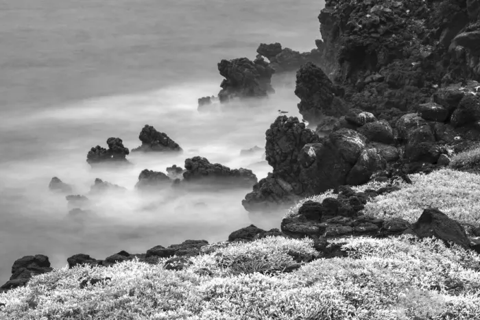 Framed Print : Rocky shoreline covered in Sesuvium, South Plaza Island, Galapagos Islands, Ecuador Framed Print : Rocky shoreline covered in Sesuvium, South Plaza Island, Galapagos Islands, Ecuador