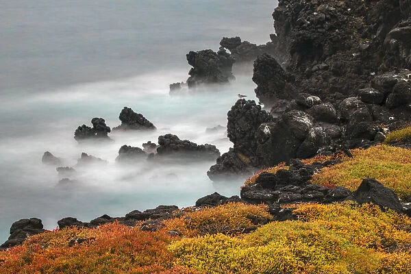 Rocky shoreline covered in Sesuvium, South Plaza Island, Galapagos Islands, Ecuador