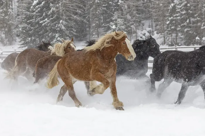 Framed Print : Rodeo horses running during winter roundup, Kalispell, Montana