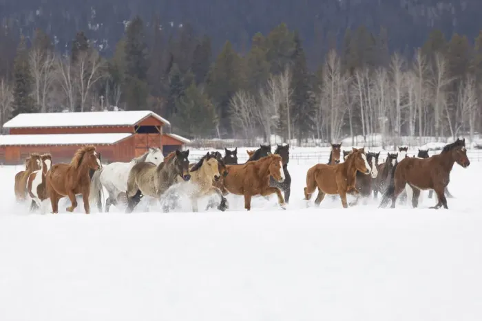 Framed Print : Rodeo horses running during winter roundup, Kalispell, Montana