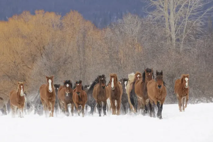 Framed Print : Rodeo horses running during winter roundup, Kalispell, Montana