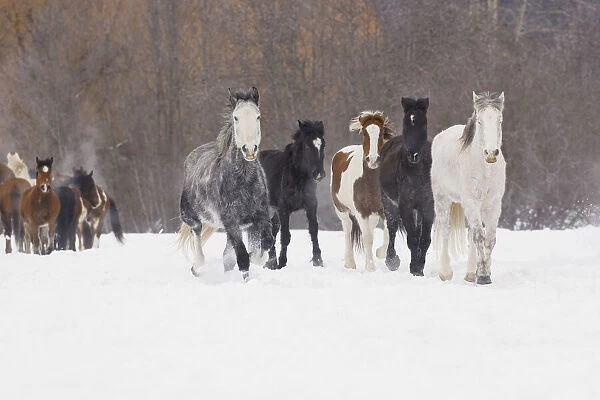 Rodeo horses running during winter roundup, Kalispell, Montana