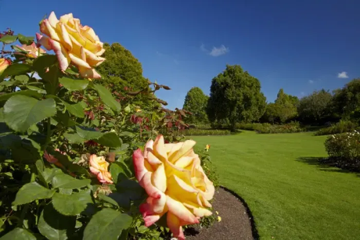 Framed Print : Rogers Rose Garden, Hamilton Gardens, Waikato, North Island, New Zealand Framed Print : Rogers Rose Garden, Hamilton Gardens, Waikato, North Island, New Zealand