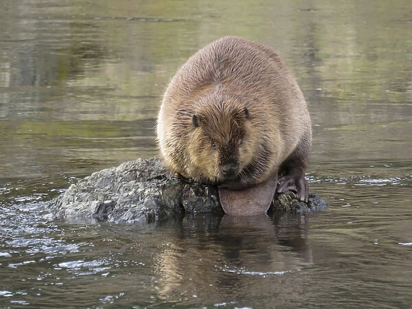 Rogue River, Oregon, USA. Beaver sitting on a rock in a stream in a wilderness area