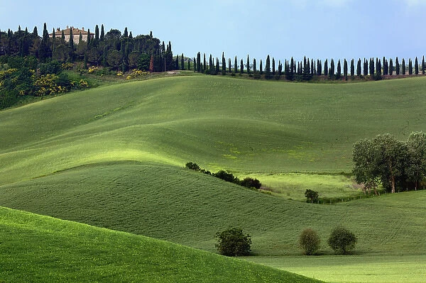 Rolling fields and row of cypress trees, Tuscany, Italy