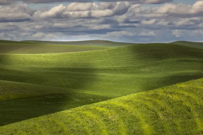 Framed Print : Rolling fields of wheat, Palouse region of eastern Washington Framed Print : Rolling fields of wheat, Palouse region of eastern Washington
