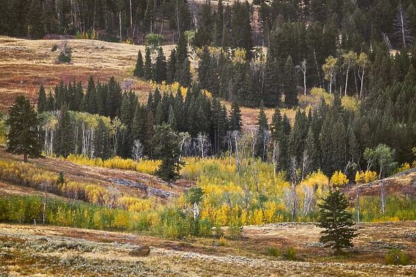 Rolling hills and aspen trees in colorful autumn display, Lamar Valley, Yellowstone National Park, Wyoming