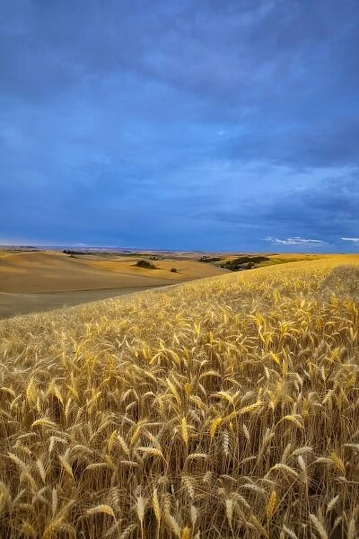 Rolling Hills of barley in the Palouse near Pullman, Washington