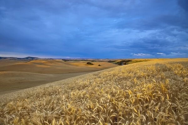 Rolling Hills of barley wheat and lentil peas in the Palouse near Pullman, Washington