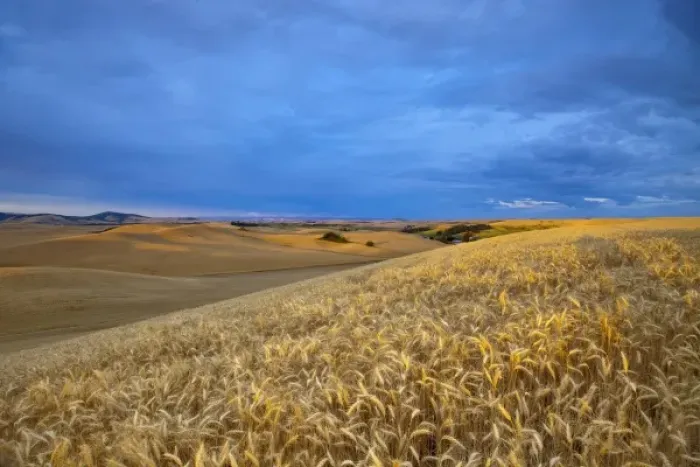 Framed Print : Rolling Hills of barley wheat and lentil peas in the Palouse near Pullman, Washington Framed Print : Rolling Hills of barley wheat and lentil peas in the Palouse near Pullman, Washington