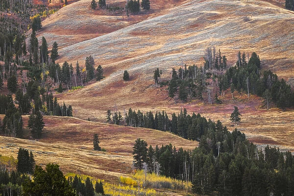 Rolling hills in colorful autumn display, Lamar Valley, Yellowstone National Park, Wyoming