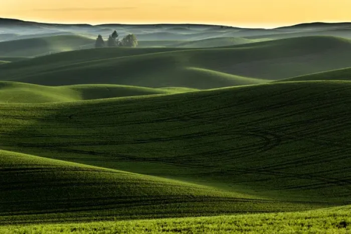 Framed Print : Rolling hills covered in wheat at sunset, Palouse region of eastern Washington Framed Print : Rolling hills covered in wheat at sunset, Palouse region of eastern Washington