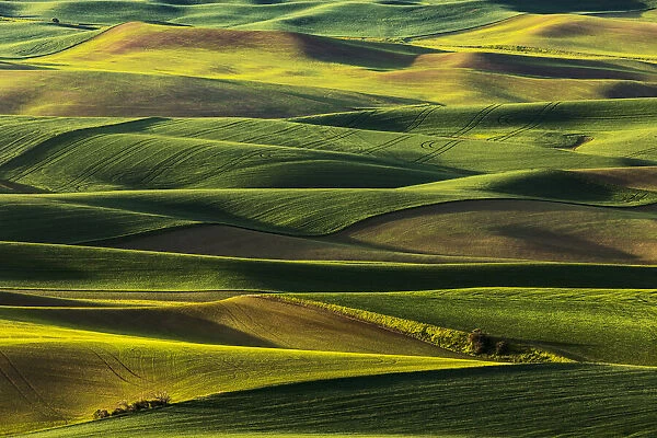 Rolling hills of emerging wheat crops in spring, elevated view from Steptoe Butte State