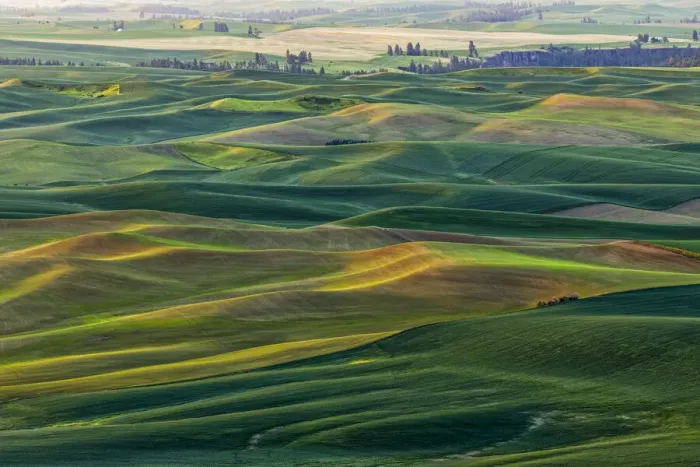 Framed Print : Rolling hills of emerging wheat crops in spring, elevated view from Steptoe Butte State Framed Print : Rolling hills of emerging wheat crops in spring, elevated view from Steptoe Butte State