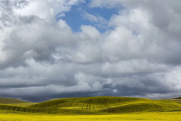 Rolling hills of yellow canola, Palouse region of eastern Washington