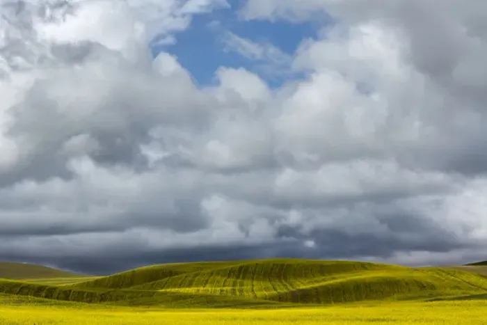 Framed Print : Rolling hills of yellow canola, Palouse region of eastern Washington Framed Print : Rolling hills of yellow canola, Palouse region of eastern Washington