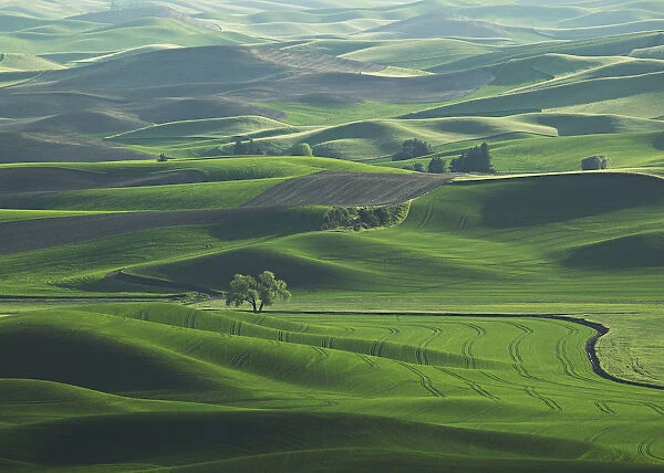 The rolling Palouse Hills of eastern Washington are covered with vibrant shades