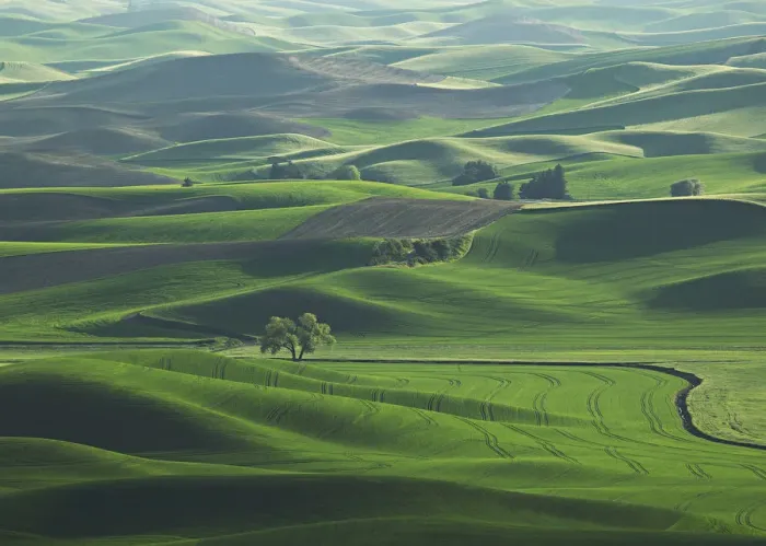 Framed Print : The rolling Palouse Hills of eastern Washington are covered with vibrant shades Framed Print : The rolling Palouse Hills of eastern Washington are covered with vibrant shades