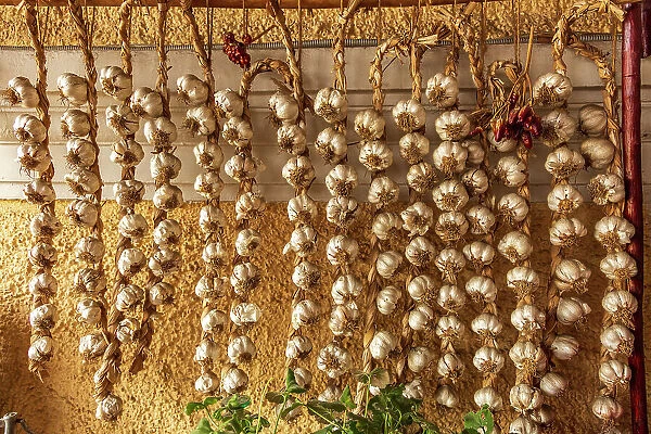 Romania, Carpathian Mountains, Prahova County, Sinaia. Braids of Garlic drying