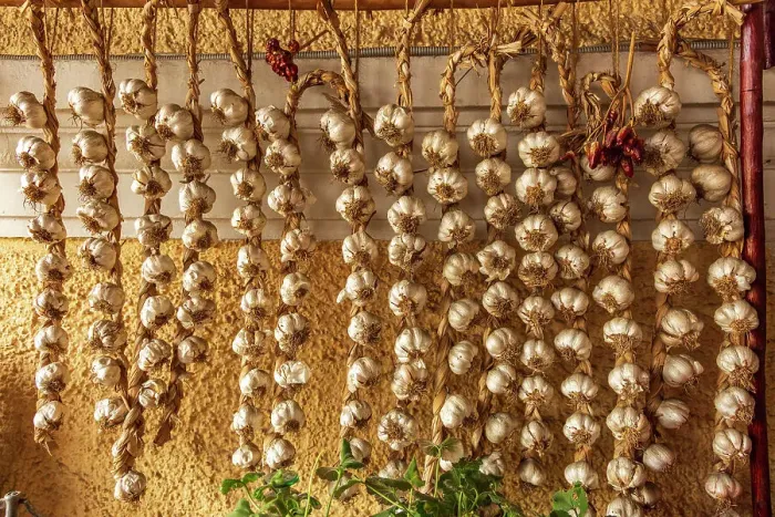 Framed Print : Romania, Carpathian Mountains, Prahova County, Sinaia. Braids of Garlic drying