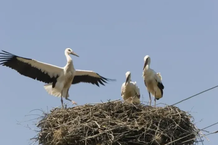 Framed Print : Romania, Fagaras, European Stork, mother and Chicks in the nest on the top of