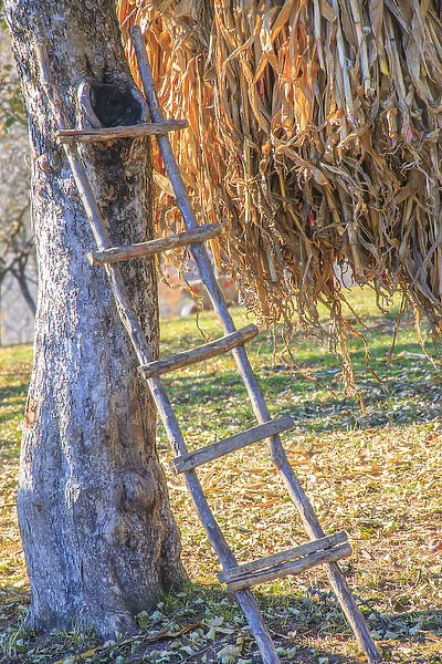 Romania Maramures County, Dobricu Lapusului. Hand-made ladder leaning on tree