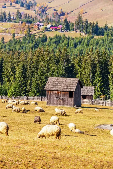Framed Print : Romania, Transylvania, Carpathian Mountains. Bucovina. Grazing sheep
