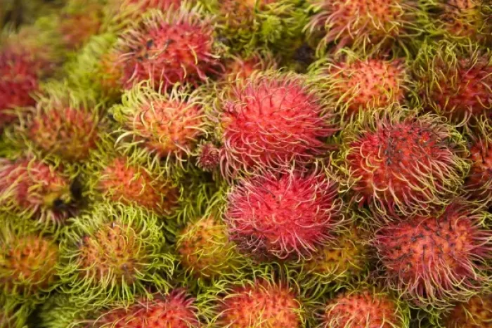 Framed Print : Rombutan fruit, Central Market, capital city of Kuala Lumpur, Malaysia Peninsula Framed Print : Rombutan fruit, Central Market, capital city of Kuala Lumpur, Malaysia Peninsula