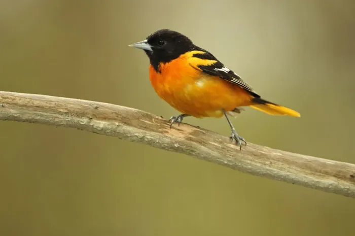Framed Print : Rondeau Provincial Park. Baltimore oriole on branch Framed Print : Rondeau Provincial Park. Baltimore oriole on branch