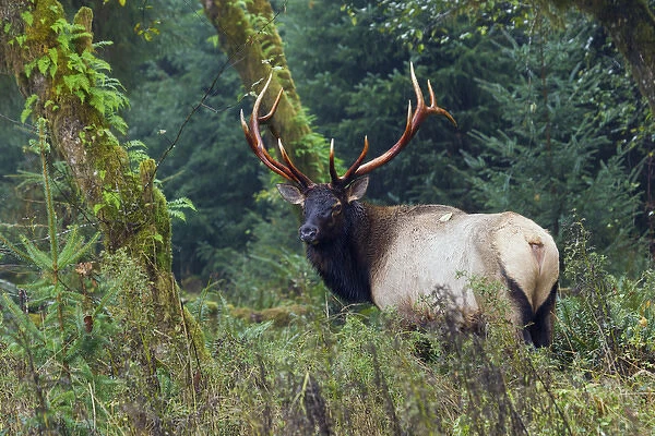 Roosevelt Bull Elk; Hoh Rainforest
