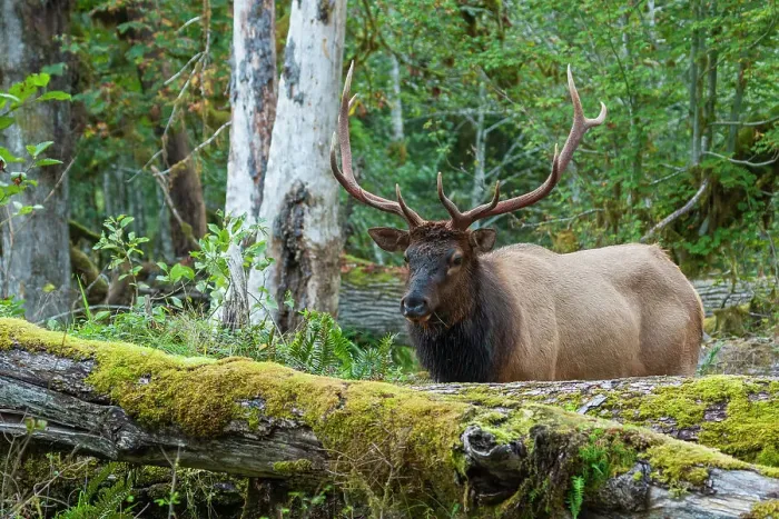 Framed Print : Roosevelt bull elk, Pacific Northwest rainforest Framed Print : Roosevelt bull elk, Pacific Northwest rainforest