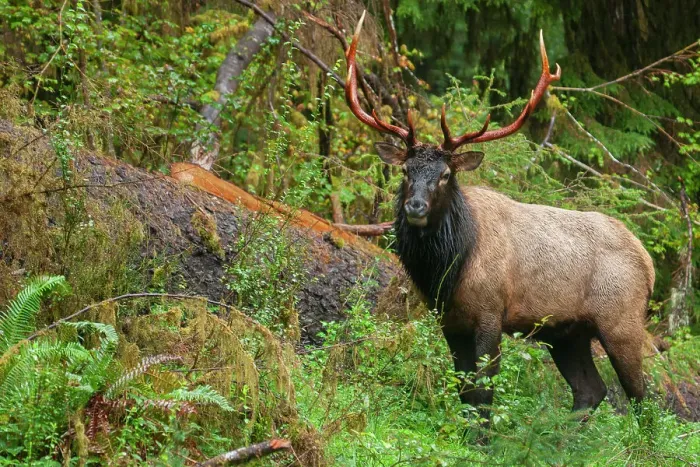 Framed Print : Roosevelt bull elk, Pacific Northwest rainforest Framed Print : Roosevelt bull elk, Pacific Northwest rainforest