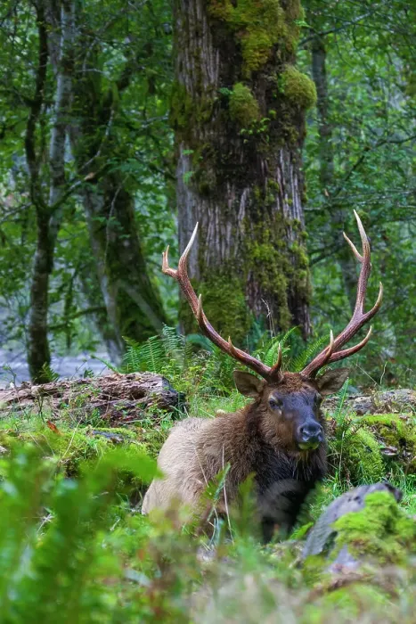 Framed Print : Roosevelt bull elk, Pacific Northwest rainforest Framed Print : Roosevelt bull elk, Pacific Northwest rainforest