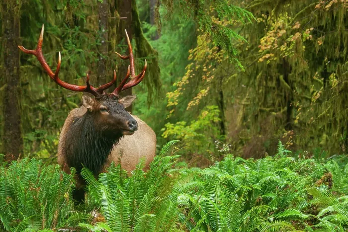 Framed Print : Roosevelt bull elk, Pacific Northwest rainforest Framed Print : Roosevelt bull elk, Pacific Northwest rainforest