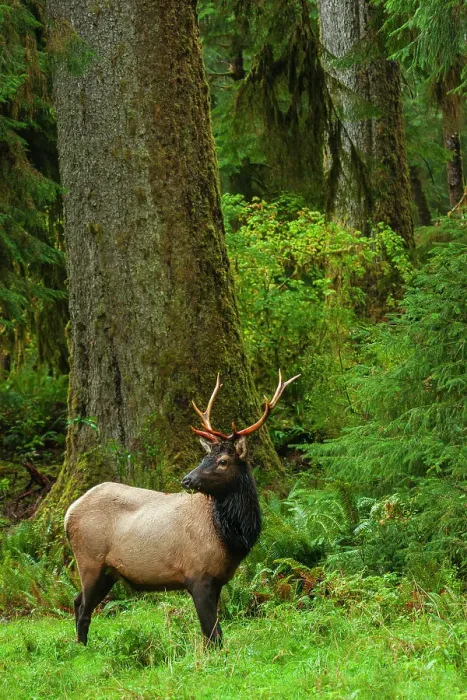 Framed Print : Roosevelt bull elk, Pacific Northwest rainforest