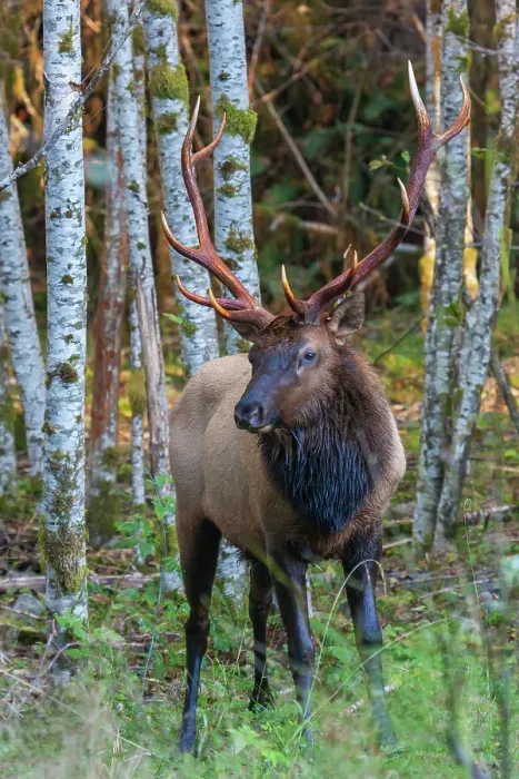Framed Print : Roosevelt bull elk, Pacific Northwest rainforest Framed Print : Roosevelt bull elk, Pacific Northwest rainforest